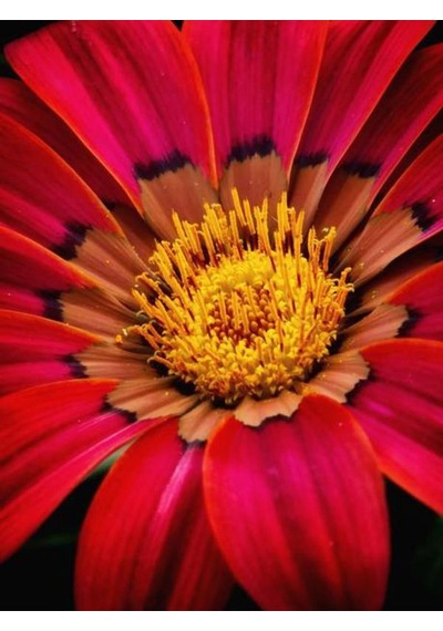 Videolu 10'lu Kırmızı Gazanya Koyun Gözü Çiçeği Fidanı 25-40 Cm Saksılı Çiçekli Bodur Gazania