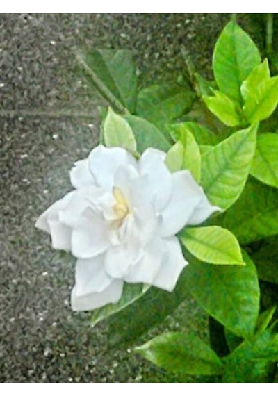 Müthiş Kokulu Öğretmen Hediyesi Gardenya Çiçeği 1 Adet Saksılı 30-40cm Gardenia Flower