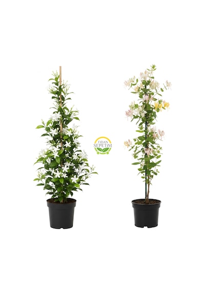Arap Yasemini & Hanımeli Fidanı Seti 2'li Paket