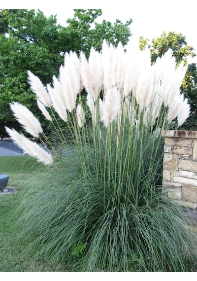 Pampas Saz Çiçeği Fidanı Saksılı 60-80 Cm Bahçe Bitkisi Pampas