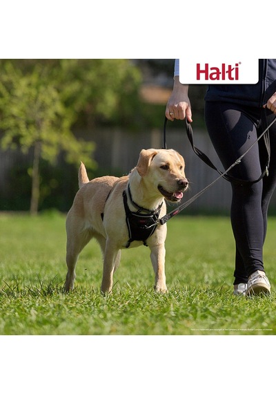 No Pull Yemek Takımı Ve Antrenman Tasması Kombi Paket, Stop Dog Pulling On Walks With Halti, Includes Medium Halti No