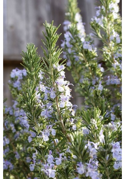 1 Adet Saksılı Biberiye Rosmarinus Officinalis
