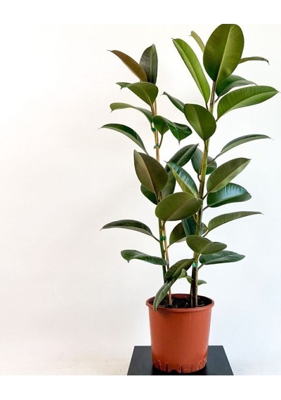 Kauçuk Bitkisi Ficus Elastica Tek Gövdeli 70-90cm