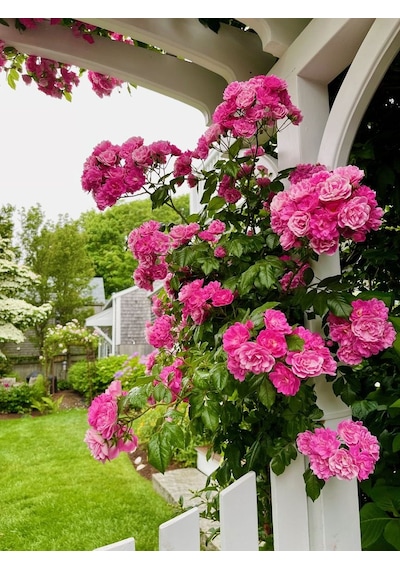 Pembe Isparta Sarmaşık Gül Fidanı 80-100+ Cm