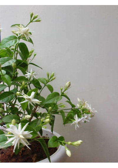 Arap Yasemin Arap 80 100 Cm 1 Adet Saksılı Dış Mekan Ve Dekarasyon Bitkisi Jasminum