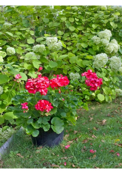 Videolu Kırmızı Ortanca Çiçeği 30 50 Cm 1 Adet Saksılı Çiçekli Bodur Bitki Hydrangea Macrophylla