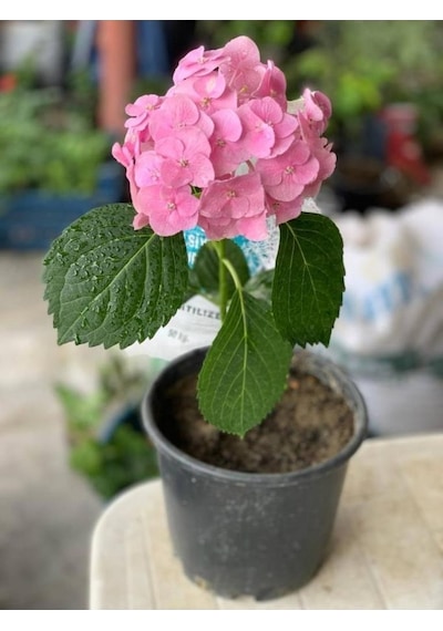 Pembe Ortanca Fidanı 10-20 Cm