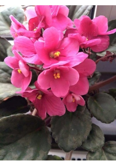 Saksılı ( Açık Pembe Afrika Menekşe Çiçeği )( Ağız Çağı 10 cm lik Saksıda)