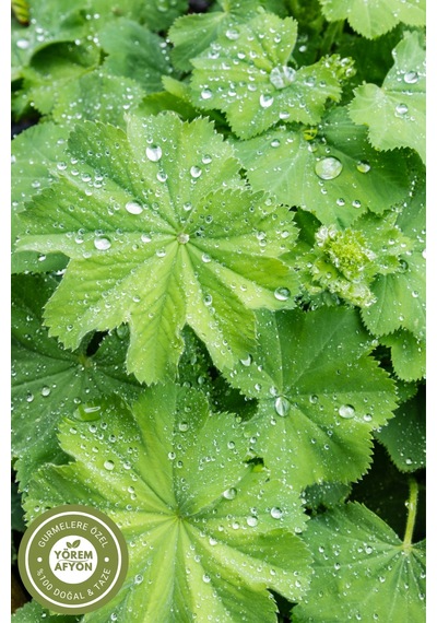 Yörem Afyon Kadınların Destekçisi Yüksek Rakım Mahsulü Testere Dişli Aslan Pençesi Alchemilla Vulgaris 30gr.
