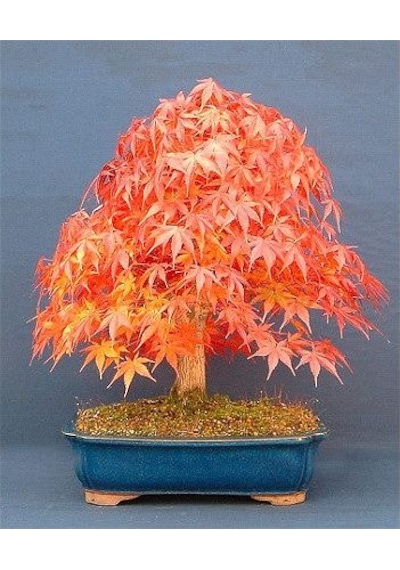 Katsura Bonzai Ağacı Tohumu 5 Tohum + Bonsai Tohumu