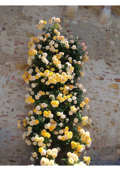 Avantajlı Sarı Sarmaşık Gül Fidanı Kokulu 90 140 Cm 1 Adet Tüplü Aşılı Gül Yellow Rose