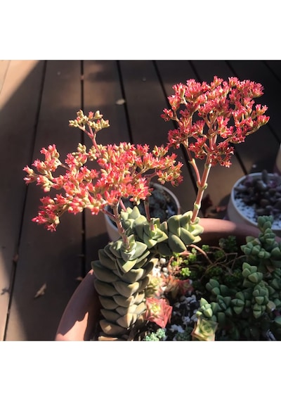 Crassula Moonglow Hybrid Fildişi Kule Nadir Sukulent Pembe Çiçek