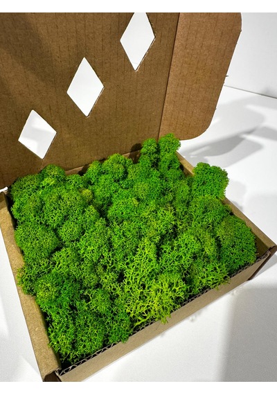 Reindermoss, Şoklanmış Norveç Yosunu, Terarium Yosunu, Grass Green Light