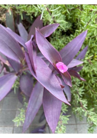 Videolu Mor Telgraf Çiçeği-kara Sevda 1 Adet Saksılı 15-30cm Iç Mekan Bitkisi Tradescantia Pallida