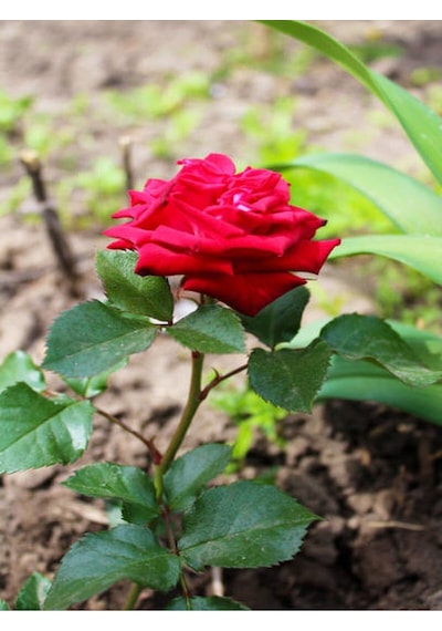 1 Adet Kırmızı Gül Fidesi 45-75cm Saksılı\tüplü Red Rose Sapling
