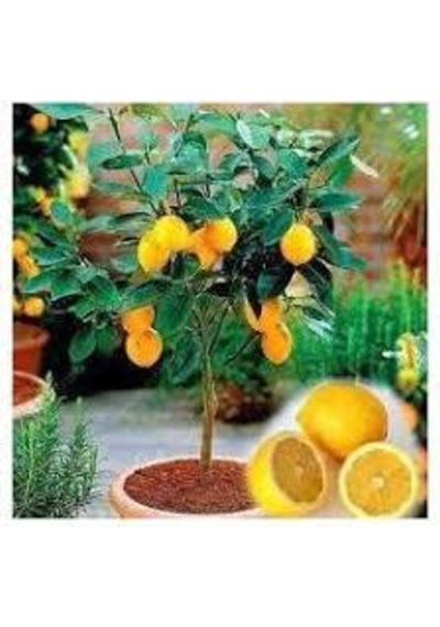 5 Adet Tohum Bodur Bonsai Limon Ağacı Tohumu Italyan Limon Seti Saksı Toprak Sürpriz Heidye Tohum..