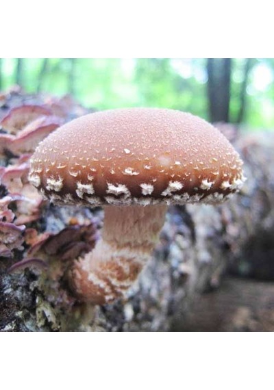 100 Gram Şitake Schiitake Mantar Tohumu 1 Adet