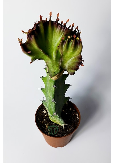 Euphorbia Lactea Cristata Variegata Dark Rim 5.5 Cm Saksıda