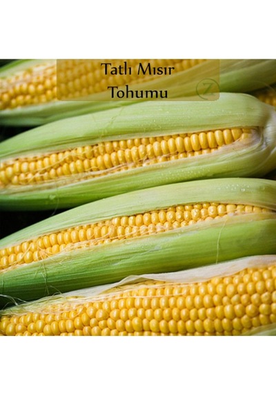 Mısır Tohumu 1 Paket 10gr 45+ Adet Tatlı Mısır Tohumu