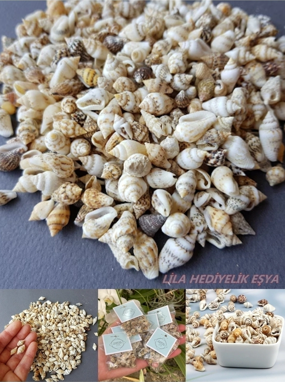 500 Adet Natural Minik Akvaryum Deniz Kabuğu Nassa Shell Karışık Minyatür Deniz Kabuğu