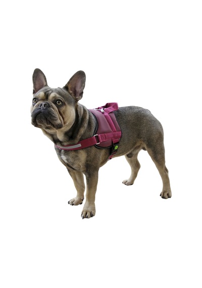 Kerbl Köpek Belden Tasma Maestro 2.0 Bordo 57 - 77 CM Bordo