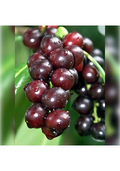 Karayemiş Taflan , Trabzon Kirazı 150-200 Cm Özel Kalite Olar