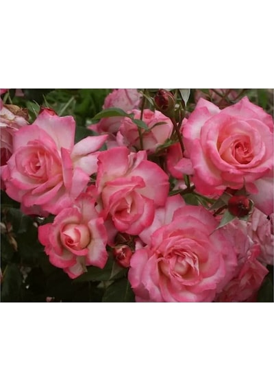 Videolu Sarmaşık Gül Fidanı Açık Pembe Renkli 90 140 Cm 1 Adet Tüplü Aşılı Gül Pink Rose