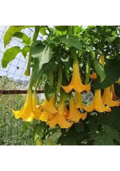 5 Adet Tohum Angel Trumpet Çiçeği Meleklerin Borozanı Çiçek Tohumu Sürpriz Hediye Bonzai Ağacı Tohum