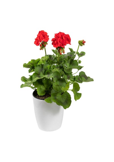 Videolu 1 Adet Açık Pembe Sardunya Çiçeği 15-25 Cm Saksılı Çiçekli Bodur Bitkiler Geranium