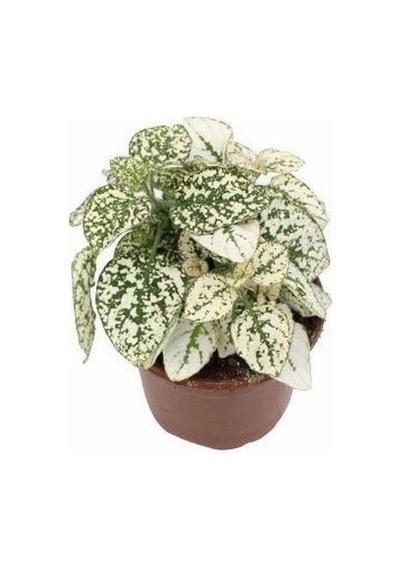 Hipoestes Phyllostachya Hostes Çiçeği Beyaz Yeşil Çilli Yaprak Çiçeği