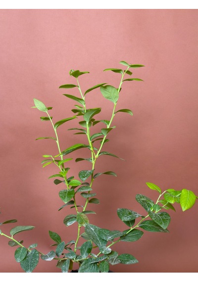 Yaban Mersini Vaccinium Corymbosum 70 Cm Saksılı Meyve Fidanı
