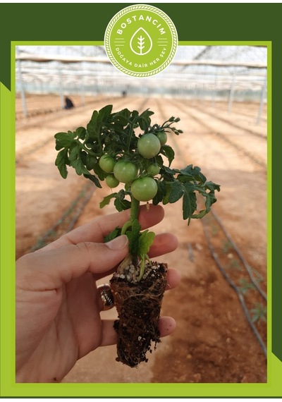 Bodur Cherry Domates Fidesi 6'lı Ambalaj