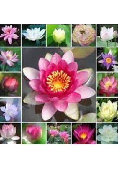 10 Adet Tohum Nadir Karışık Lotus Su Çiçeği Tohumu Nilüfer Çiçekl