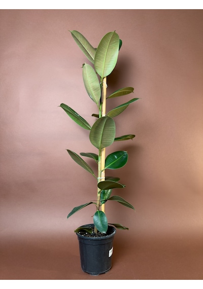 Kauçuk Ağacı Ficus Elastica 70-90 Cm Tekli Gövde Formu