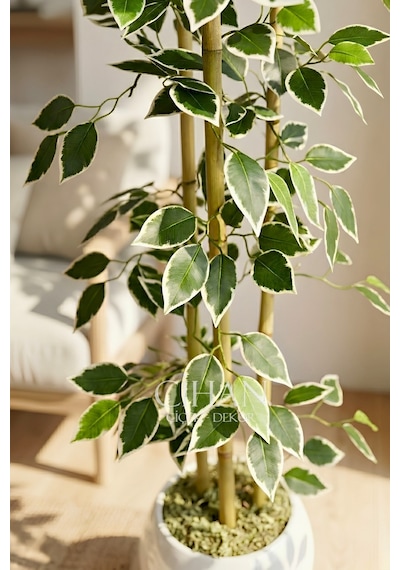 Yapay Alacalı Ficus Ağacı 3 Bambulu 110 Cm 27 33 Beyaz Küre Saksılı