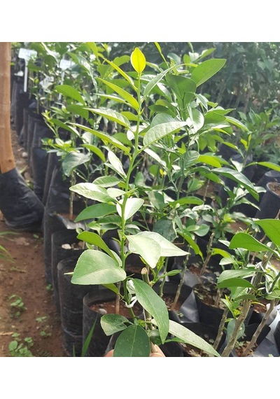 Misket Limonu Lime Tam Bodur Özel Aşı