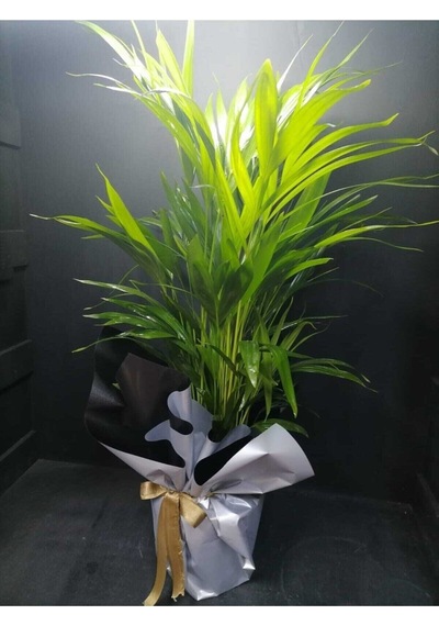 Areka Palmiyesi Salon Ve Ofis Bitkisi Hediye Paketli + Hediye Notlu