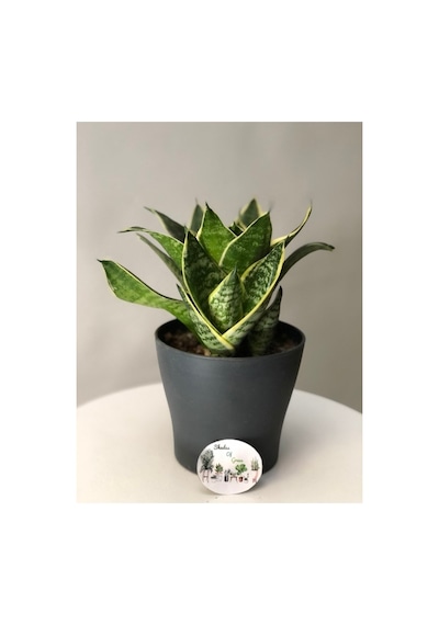 Sanseveria Bodur Sarı Kılıç Çiceği Fidanı 10-20 Cm