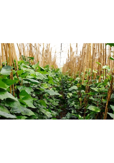 Hedera Helix Orman Sarmaşığı 100-150 Cm 20 Adet