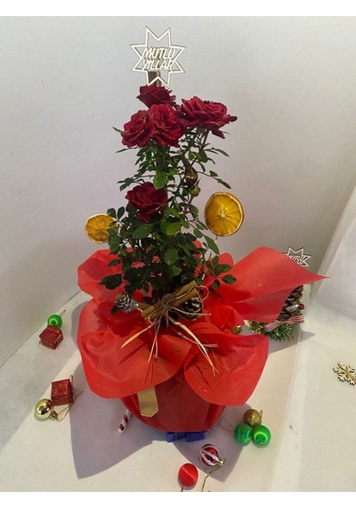 Kadınlar Günü Hediyesi Süslemeli Kırmzı Renk Gül Fidanı 30-40cm Kozalak Portakal