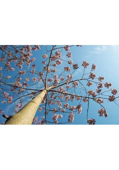 PAVLONYA AĞACI FİDANI - Paulownia Tementosa 30-50 cm