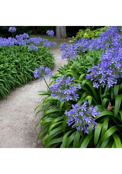 Afrika Zambağı Agapanthus