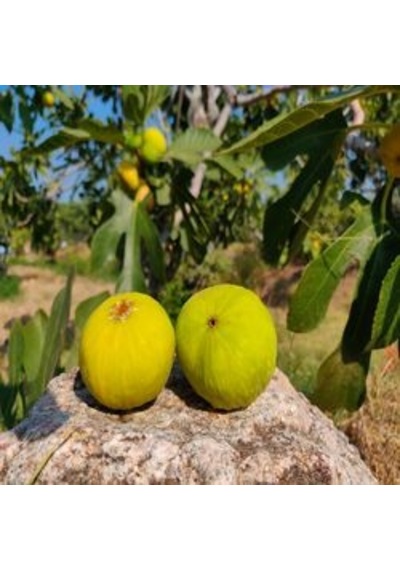 Doğal Aydın İncir Cipsi Yeni Mahsul 500 G