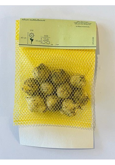 Allium Multibulbosum Lale Soğanı 10 Adet