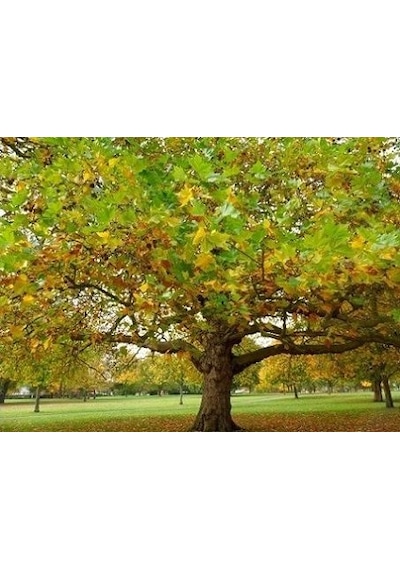Çınar Ağacı Tohumu 20 Adet Tohum + Bonsai Ağacı Toh