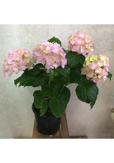 2 Yaş Saksıda Pembe Ortanca Çiçeği 50-70 Cm