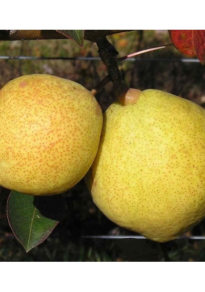 Armut Margeret 180-200 Cm Tüplü