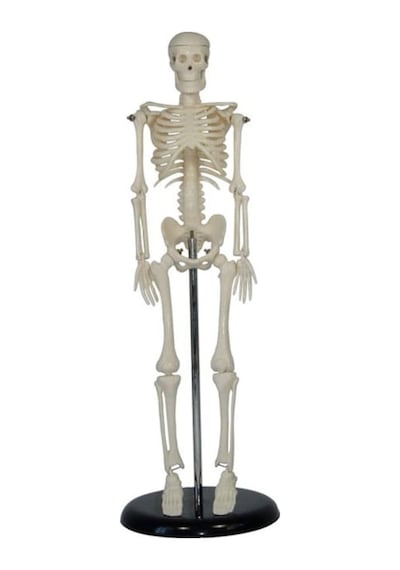 Insan Iskelet Modeli 45 Cm Insan Iskelet Maketi