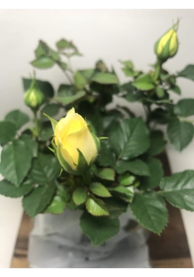 Videolu 1 Adet Renkli Öğretmenler Günü Için Hediyelik Gül Çiçekli Bodur Bitkiler Flower