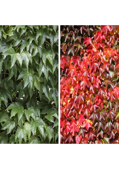 Tüplü Amerikan Parthenocissus Sarmaşık Fidanı 90-120 Cm